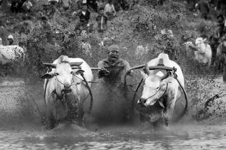 Pacu Jawi