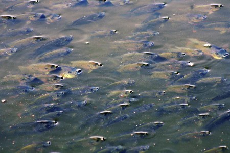 The Life In Water