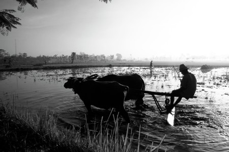 bajak sawah