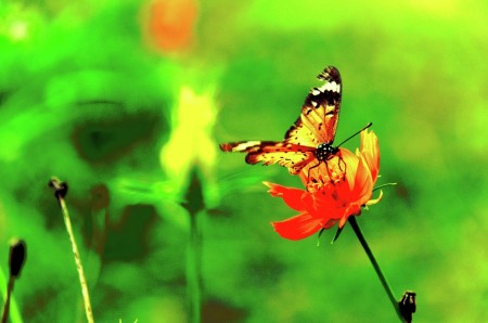 Colors of a Butterfly