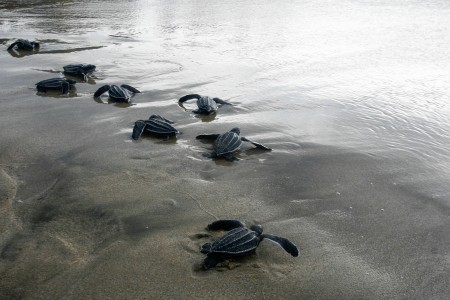 Menuju Laut