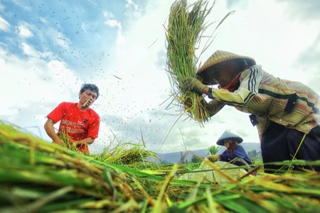 Reaping Rice