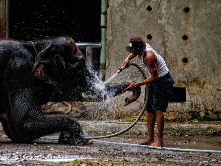 Elephant bathing