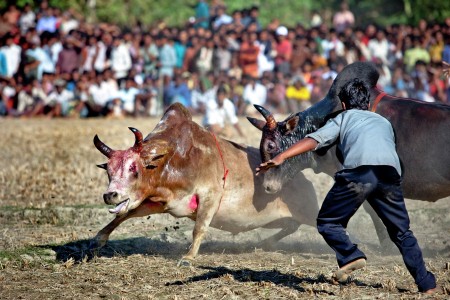 Bull fight