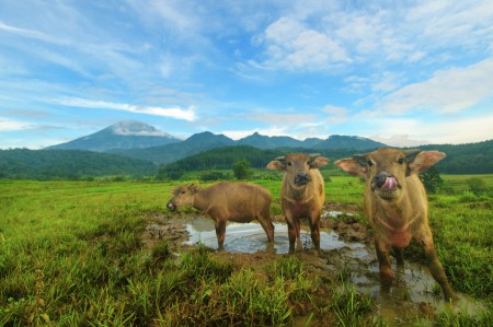 suasana musim tanam