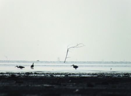 Burung Kuntul dan Phono Kering