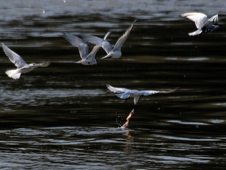 Dances on the river