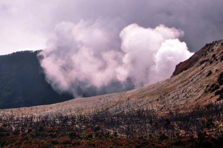 Hutan Mati