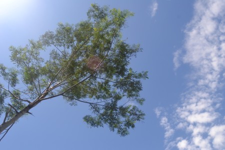 The Sky and The Tree