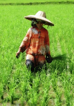 planting rice