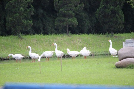 white swan