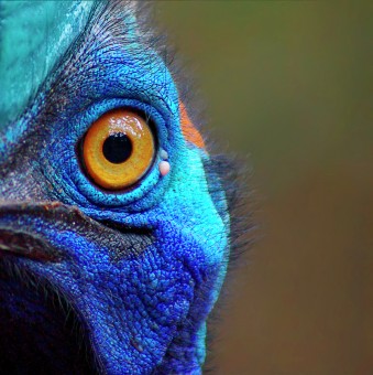 Avatar Eye