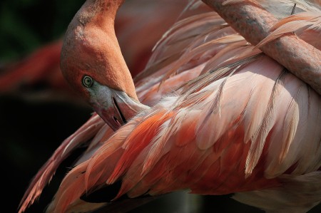 The Pruning Flamingo