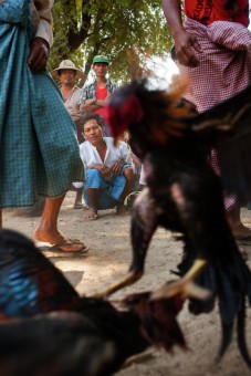 Cockfight