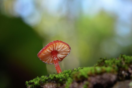 Red fungi