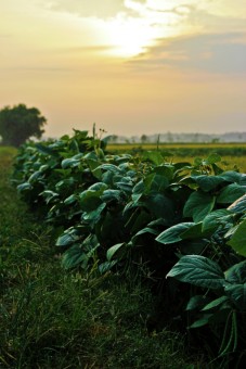 Field Sunrise