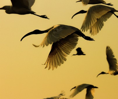 imagined flight