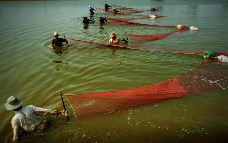 Shrimp harvest