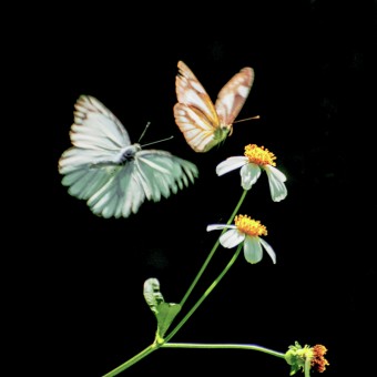 BUTTERFLY AND FLOWER