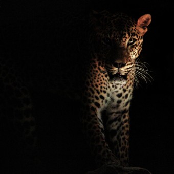 Fearless staring