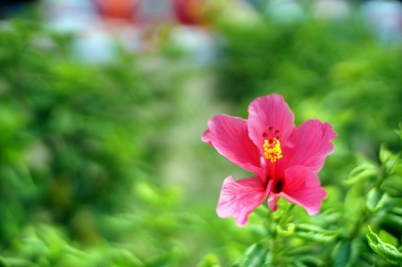 Hibiscus rosa-sinensis