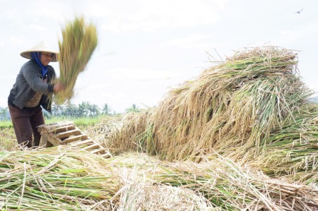 Petani