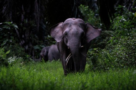 WILD SUMATRAN ELEPHANTS