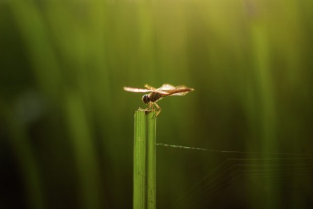 Dragonfly