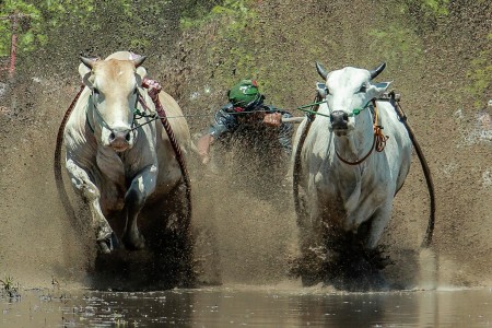 Cow Race II