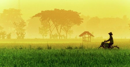 golden pady field