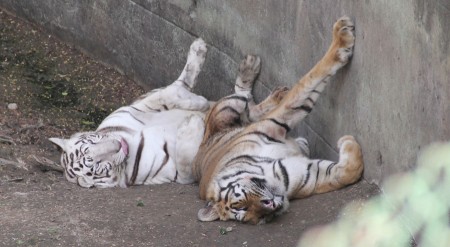 Play Tiger