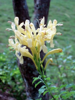 Caleruega's Yellow