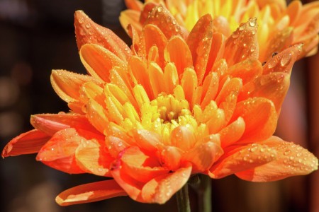 Golden Chrysanthemum