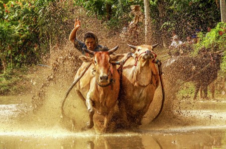 Cow Race