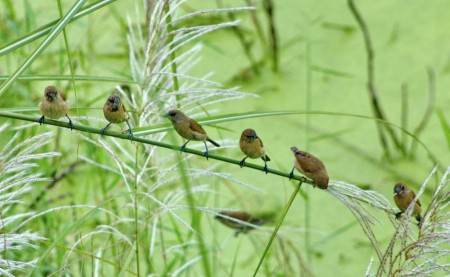 Birds Parade