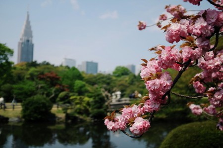 Shinjuku Gyoen, the Urban Oasis