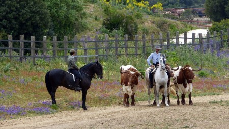 Andalusian horses, bulls and countryside
