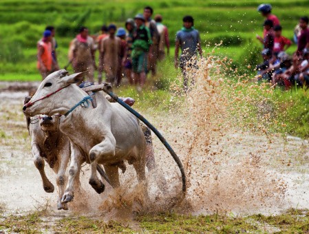 Wild Bulls