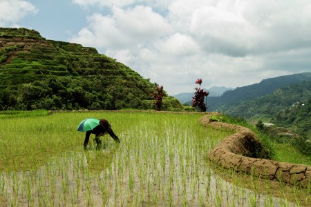 Rice Terraces Farmer