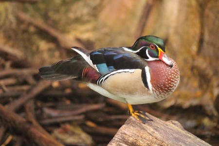 The Mandarin Duck