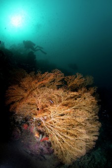 Diver & Seafan