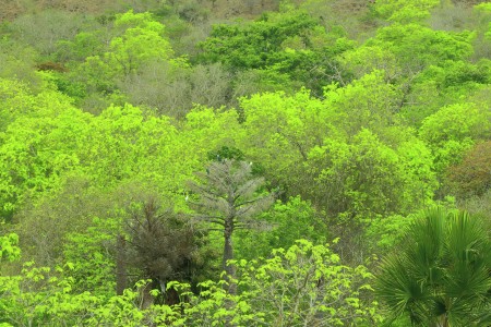 Hutan