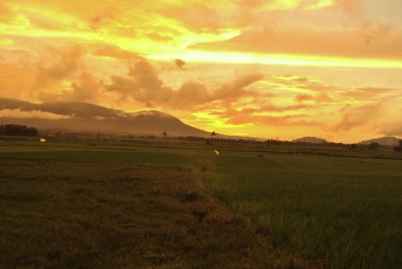 Golden rice field