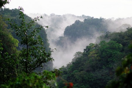 Kabut Tropis