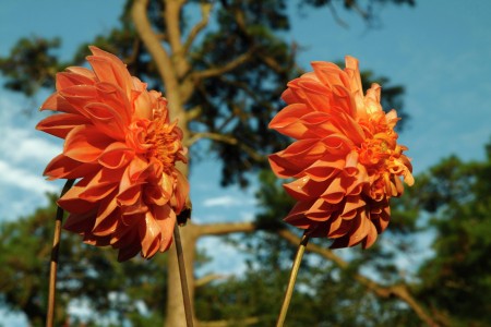 flower couple