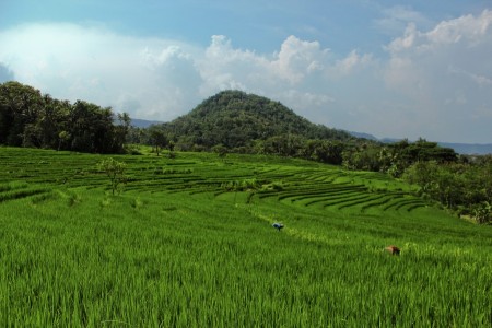 Rice Field