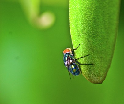 Fly