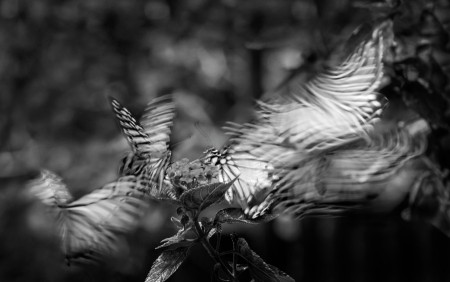 Butterfly dreaming soul