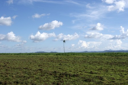 The Lone Tree
