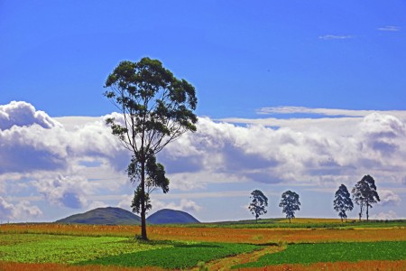 A tree